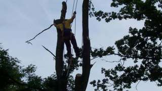 rooien van een eikenboom in Venlo